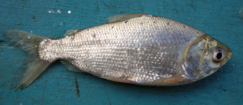 Psectrogaster rutiloides