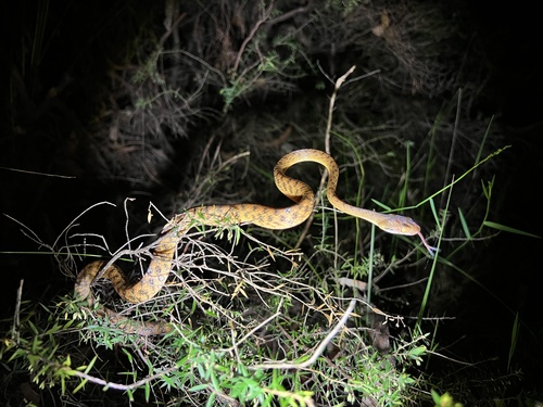 Brown Tree Snake sighting