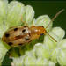 Systena novemmaculata - Photo (c) RAP, all rights reserved, uploaded by RAP