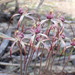 Drooping Spider Orchid - Photo (c) Michael Warren, all rights reserved, uploaded by Michael Warren