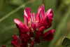 French Honeysuckle - Photo (c) Konstantinos Kalaentzis, all rights reserved, uploaded by Konstantinos Kalaentzis