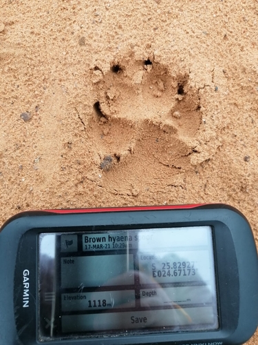 Brown Hyaena