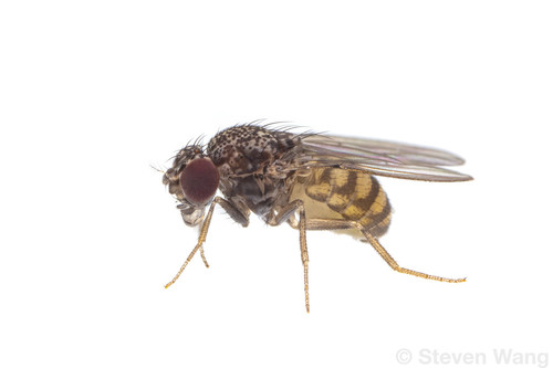 Drosophila repleta Wollaston, 1858