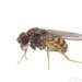 Drosophila repleta - Photo (c) Steven Wang, kaikki oikeudet pidätetään, lähettänyt Steven Wang