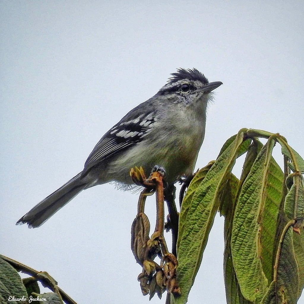 Creamy-bellied Antwren (Herpsilochmus motacilloides) photo