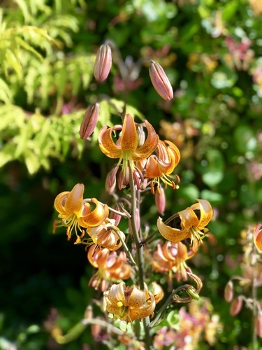 Lilium hansonii