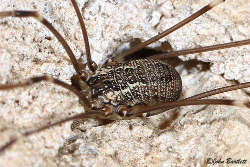 Leiobunum townsendi