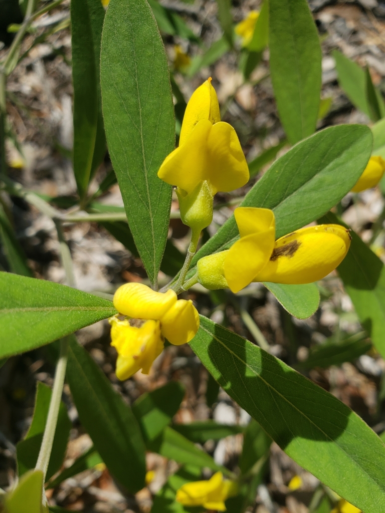 Gopherweed from Gulf Shores, AL, USA on April 1, 2022 at 11:41 AM by ...