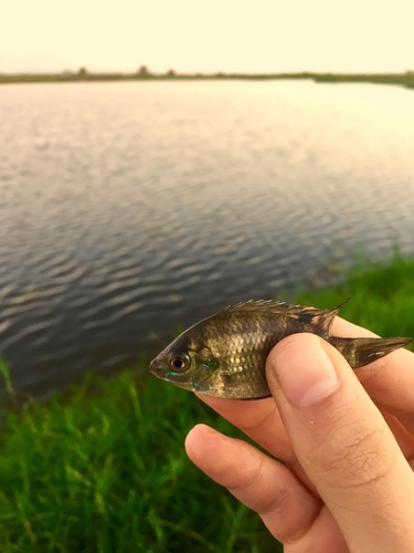 Banded Tilapia