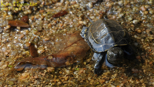 Chinese Pond Turtle