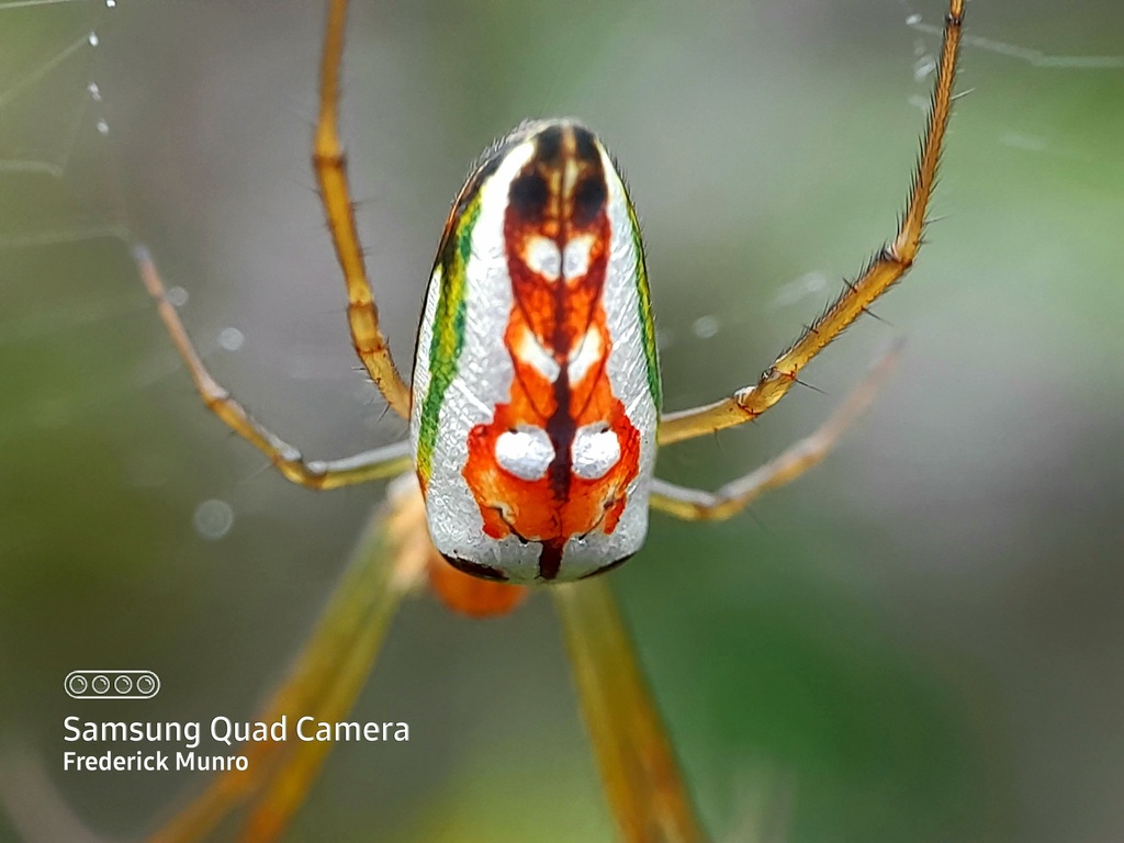 Masked Vlei Spider from Tierkop Circuit via Garden Route Dam, George on ...