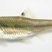 Bullhead Minnow - Photo (c) Michael Tobler, all rights reserved, uploaded by Michael Tobler