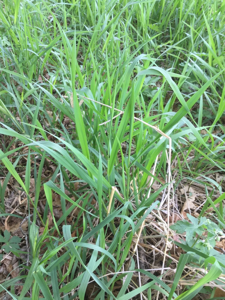 reed canary grass from Marquette County, US-WI, US on May 25, 2018 at ...