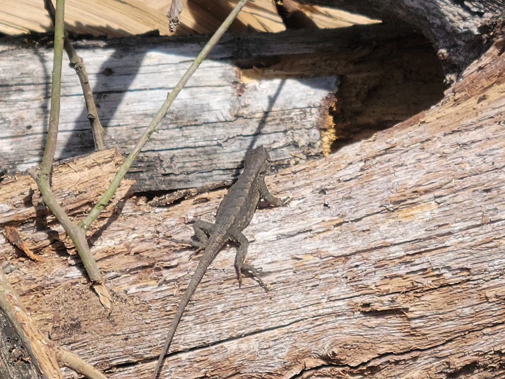 April Lizard Prairie Lizard in April 2022 by Devorick Terry · iNaturalist