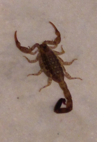 Centruroides yucatanensis