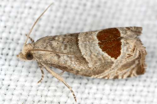 Bramble Shoot Moth