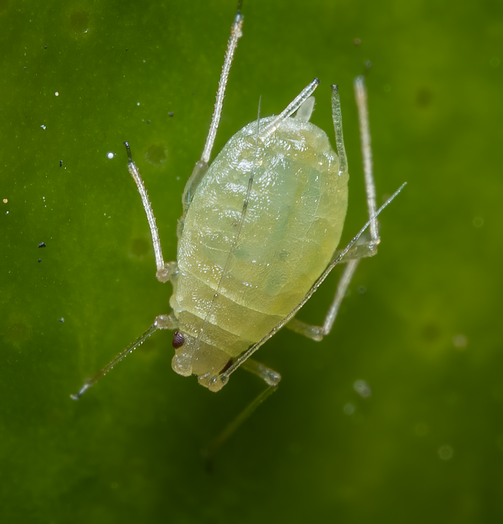 Green peach aphid