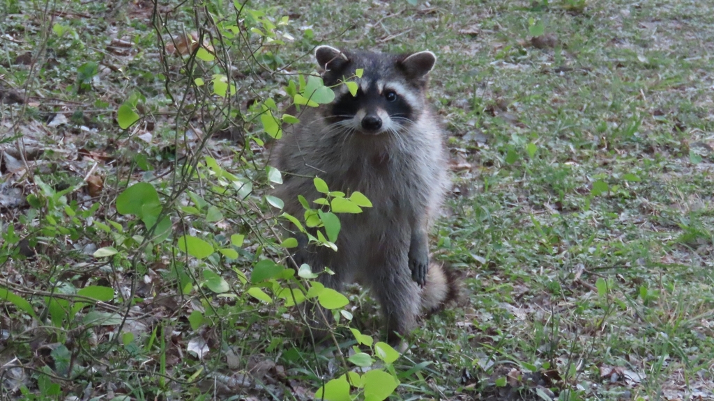 Common Raccoon from Refugio County, TX, USA on March 31, 2022 at 0724