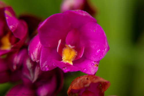 Spathoglottis unguiculata