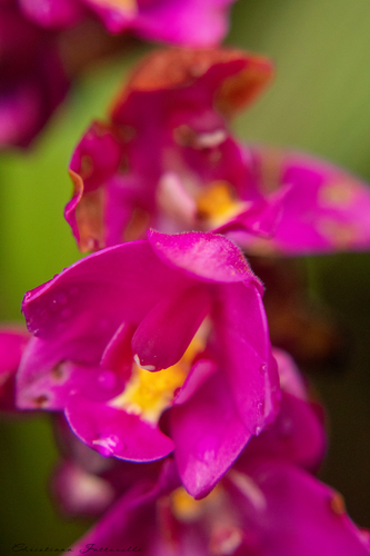 Spathoglottis unguiculata