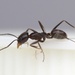 Mousy Pyramid Ant - Photo (c) Aaron Stoll, all rights reserved, uploaded by Aaron Stoll