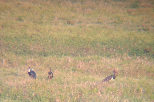 Black Stork