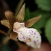 Nervilia tahanshanensis - Photo (c) 陳慧珠, todos os direitos reservados, uploaded by 陳慧珠