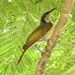 Gavicalis versicolor - Photo (c) Heath, כל הזכויות שמורות, הועלה על ידי Heath