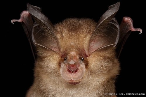 Thai Horseshoe Bat (Rhinolophus siamensis) — Least Concern Mammalia