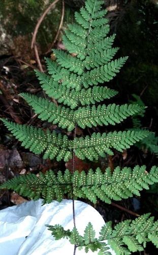 Acystopteris japonica