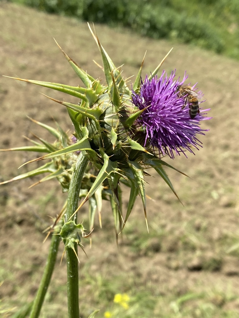 cardo mariano (Silybum marianum) · iNaturalist Mexico