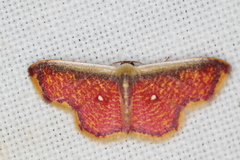 Image of Leptostales vitticostata