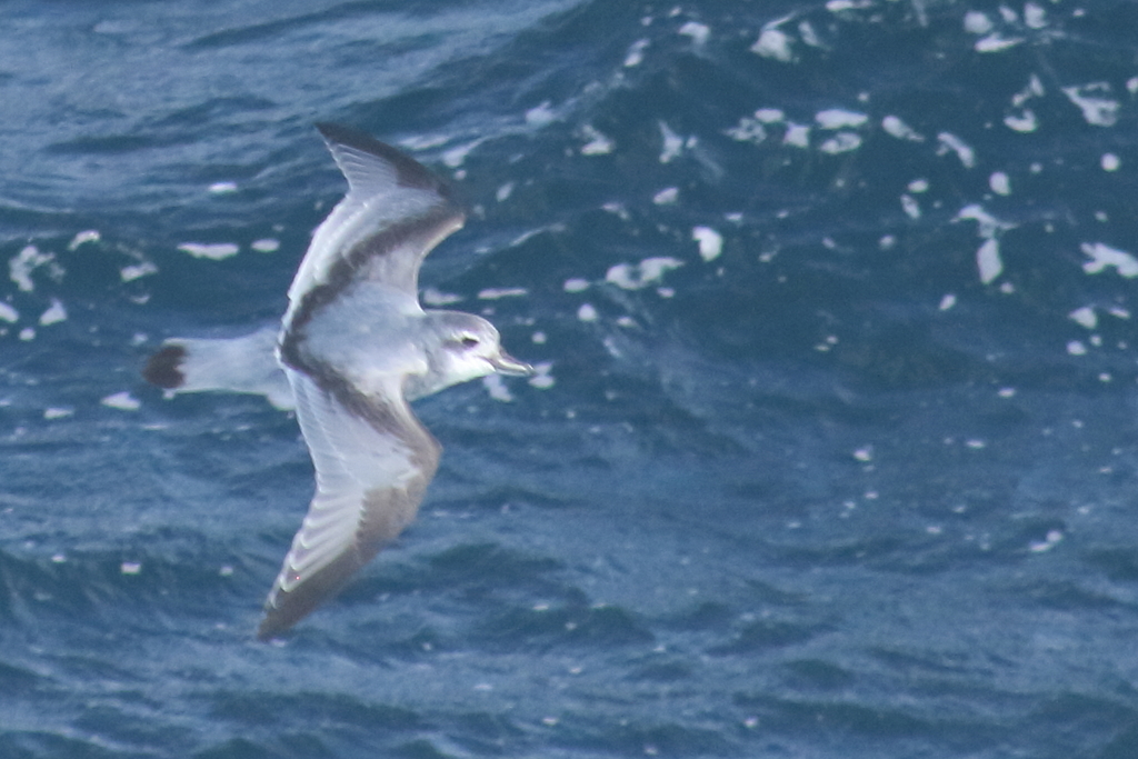 MacGillivray's Prion photo