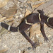 Lichtenfelder's Gecko - Photo (c) Paul Freed, all rights reserved, uploaded by Paul Freed