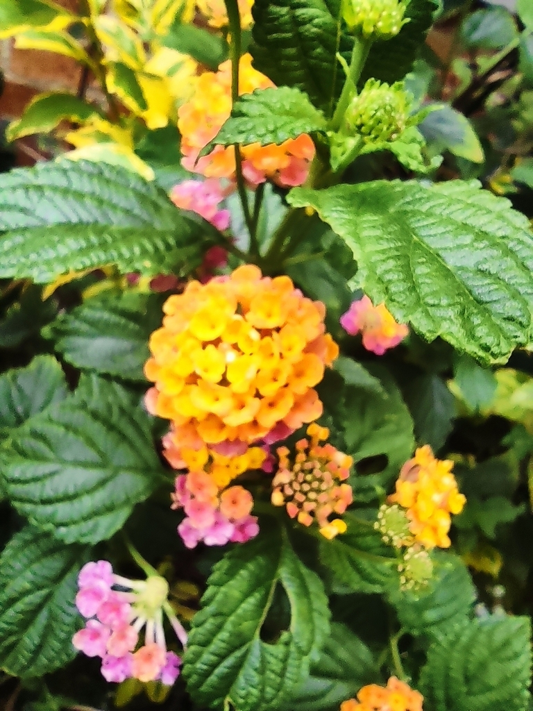 common lantana from Chía, Cundinamarca, Colombia on April 02, 2022 at ...