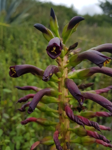 Puya aequatorialis André