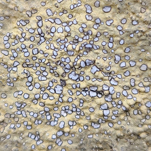 Smokey-eyed Boulder Lichen