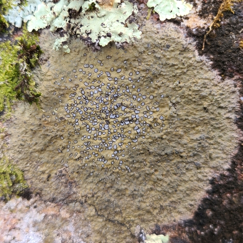 Smokey-eyed Boulder Lichen