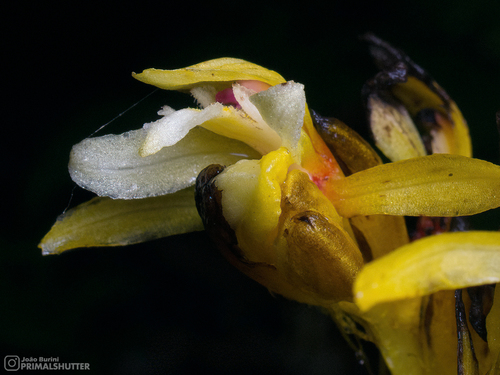 Pogoniopsis