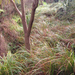 Carex lessoniana - Photo (c) Kate, all rights reserved, uploaded by Kate