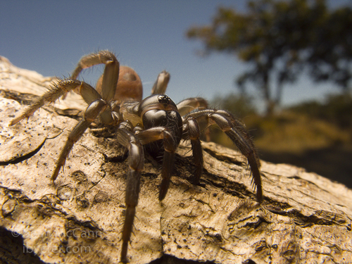 Pacific Foldingdoor Spider