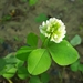 Trifolium stoloniferum - Photo (c) shelby kihm, todos los derechos reservados, uploaded by shelby kihm
