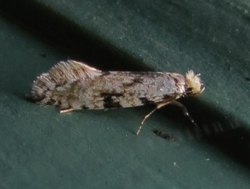 Nemapogon auropulvella