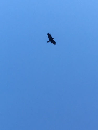 Sinaloa Crow