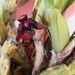 Maxillaria henchmannii - Photo (c) Edgar Andrade, kaikki oikeudet pidätetään, lähettänyt Edgar Andrade