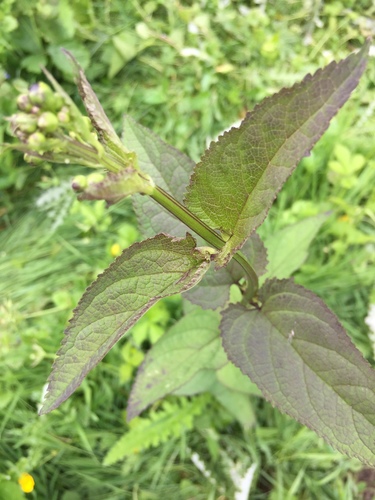 Nariuotasis bervidis nuotrauka