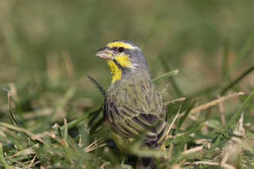 Yellow-fronted Canary