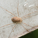 Spring Harvestman - Photo (c) criptas, all rights reserved, uploaded by criptas