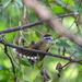 Rufous Fantail (Marianas) - Photo (c) Dan LaVorgna, all rights reserved, uploaded by Dan LaVorgna