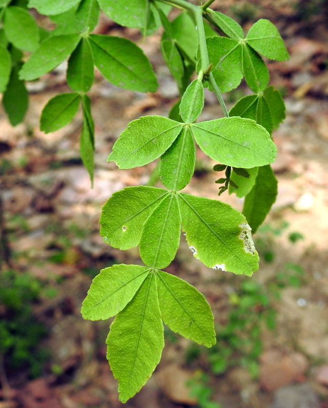 Naringi crenulata (Naringi crenulata)